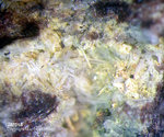 Eifel Mineralien Bellerberg Jarosit