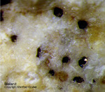 Eifel Mineralien Bellerberg Melanit