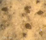 Eifel Mineralien Bellerberg Melanit