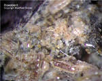 Eifel Mineralien Bellerberg Roedderit