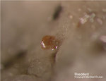 Eifel Mineralien Bellerberg Roedderit