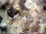 Eifel Mineralien Bellerberg Roedderit