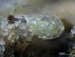 Eifel Mineralien Bellerberg Roedderit