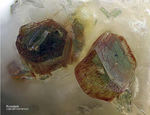 Eifel Mineralien Bellerberg Roedderit