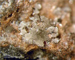 Mineralien Eifel Bellerberg Topas