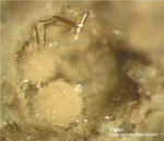 Mineralien Eifel Bellerberg Topas