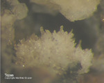 Mineralien Eifel Bellerberg Topas
