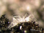 Eifel Mineralien Bellerberg Tridymit