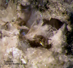 Eifel Mineralien Bellerberg Tridymit