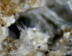 Eifel Mineralien Bellerberg Tridymit