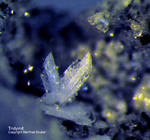Eifel Mineralien Bellerberg Tridymit