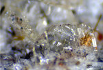 Eifel Mineralien Bellerberg Tridymit