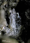 Eifel Mineralien Bellerberg Tridymit