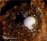 Eifel Mineralien Emmelberg Mullit
