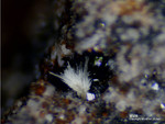 Eifel Mineralien Emmelberg Mullit