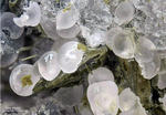 Eifel Mineralien Graulei Opal-Hyalit
