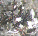 Eifel Mineralien Graulei Perowskit