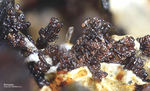 Eifel Mineralien Graulei Perowskit