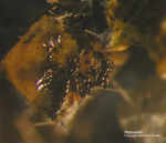 Eifel Mineralien Graulei Perowskit
