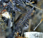 Eifel Mineralien Graulei Perowskit