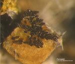 Eifel Mineralien Graulei Perowskit
