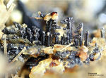 Eifel Mineralien Graulei Perowskit