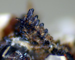 Eifel Mineralien Graulei Perowskit