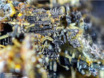 Eifel Mineralien Graulei Perowskit