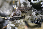 Eifel Mineralien Graulei Perowskit