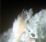 Eifel Mineralien Graulei Thaumasit