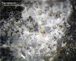 Eifel Mineralien Hannebacher Ley Hannebachit