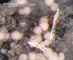 Eifel Mineralien Hannebacher Ley Hannebachit