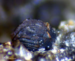 Eifel Mineralien Hannebacher Ley Haematit
