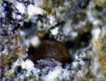 Eifel Mineralien Hannebacher Ley Manganodel