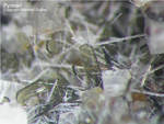 Eifel Mineralien Hannebacher Ley Pyroxen Klinopyroxen