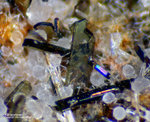 Eifel Mineralien Hannebacher Ley Pyroxen Klinopyroxen