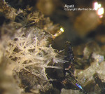 Eifel Mineralien Liley Apatit