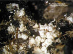 Eifel Mineralien Liley Alumohydrocalcit