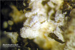 Eifel Mineralien Liley Alumohydrocalcit