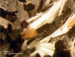 Eifel Mineralien Liley Titanit