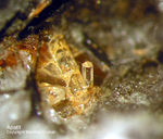 Eifel Mineralien Mendig Apatit