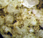 Eifel Mineralien Mendig Apatit