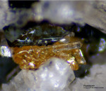 Eifel Mineralien Mendig Fluorapatit
