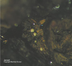 Eifel Mineralien Mendig Jarosit