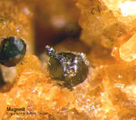 Eifel Mineralien Mendig Magnetit