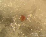 Eifel Mineralien Mendig Pyrochlor