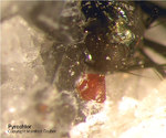 Eifel Mineralien Mendig Pyrochlor