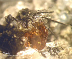 Eifel Mineralien Mendig Titanit