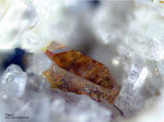 Eifel Mineralien Mendig Titanit