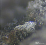 Eifel Mineralien Mendig Tridymit